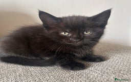 Maine Coon cats for sale:  Maine coon x BSH stunning kittens 😻 - Image 10