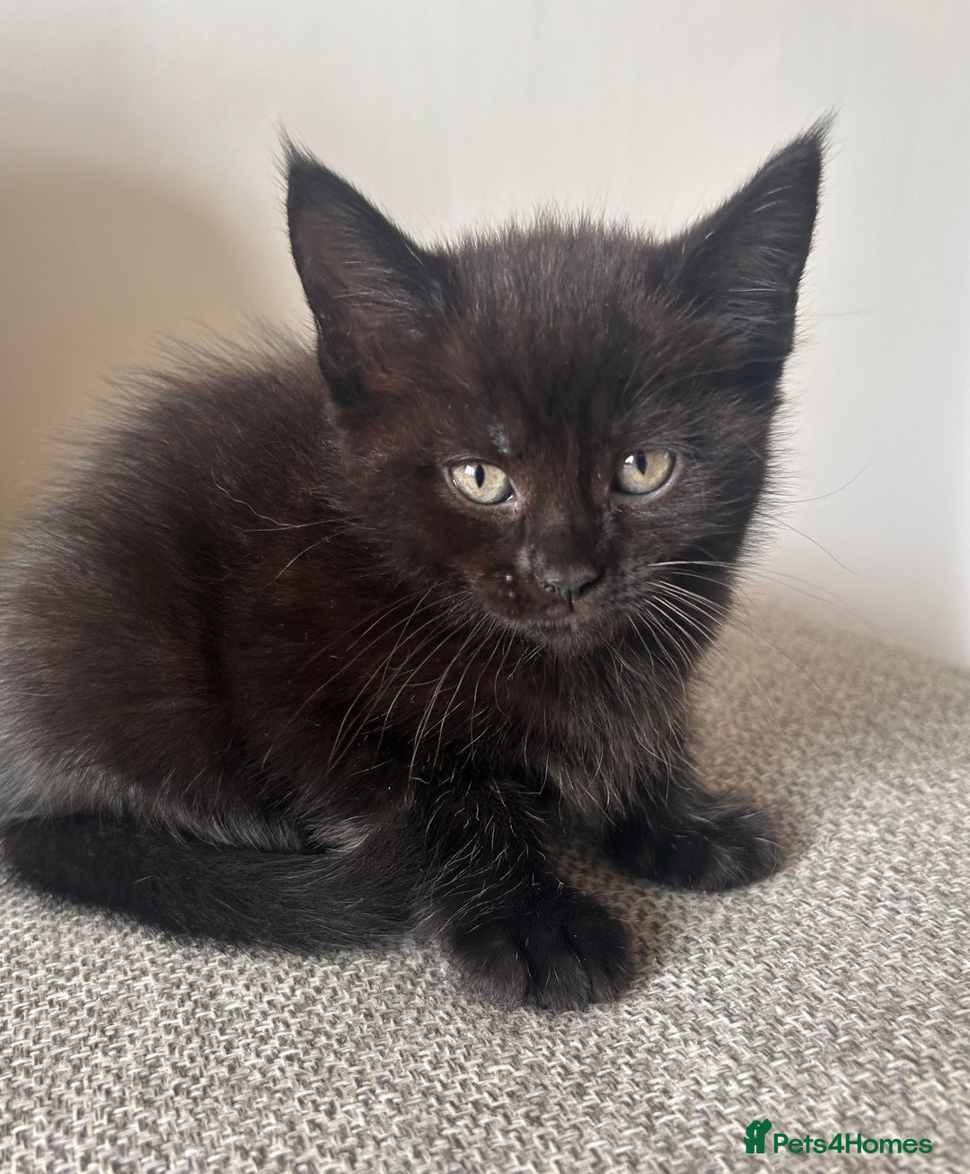 Maine Coon cats for sale:  Maine coon x BSH stunning kittens 😻 - Image 10