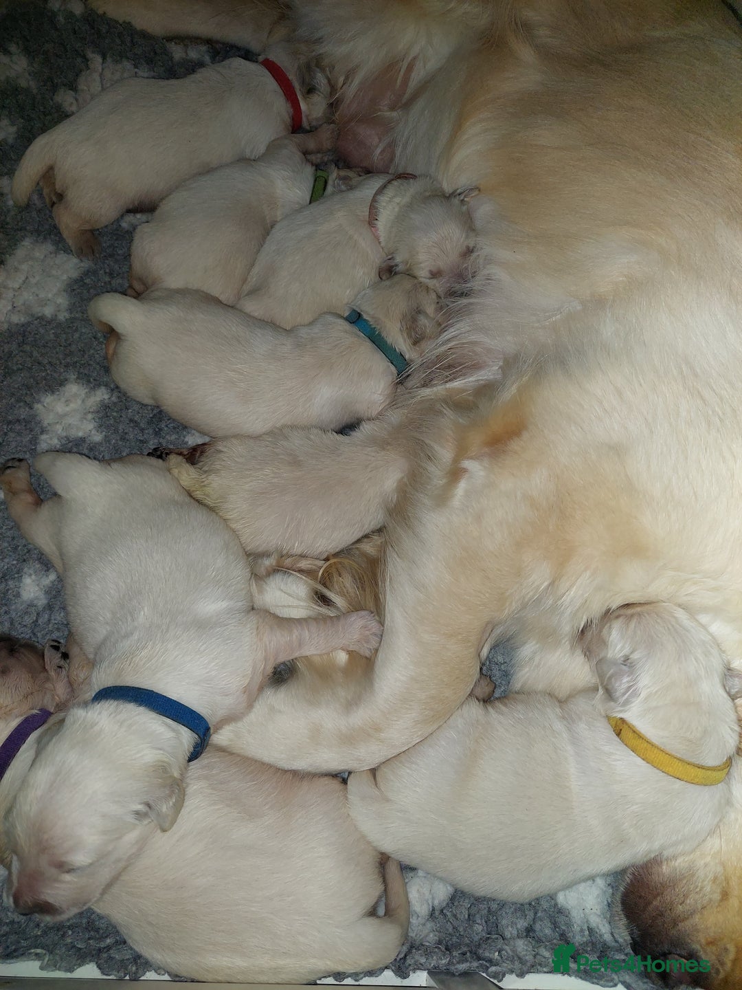Golden Retriever dogs for sale: KC registered golden retriever puppies  - Advert 3