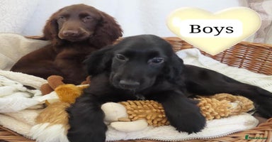Cocker Spaniel dogs - Advert 2