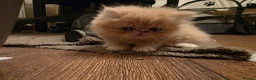 Persian cats for sale: Gorgeous persian kittens - Advert 8