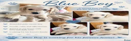 Golden Retriever dogs for sale: Beautiful Home Raised Golden Retriever Puppies - Advert 19