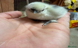Chickens poultry for sale: Silkie chicks  in King's Lynn - Image 1