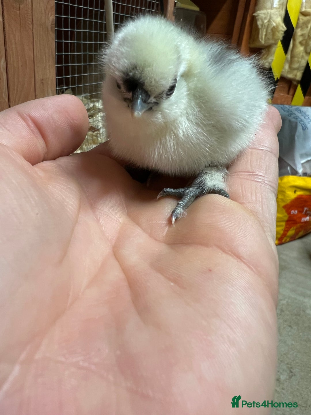 Chickens poultry for sale: Silkie chicks  in King's Lynn - Image 1