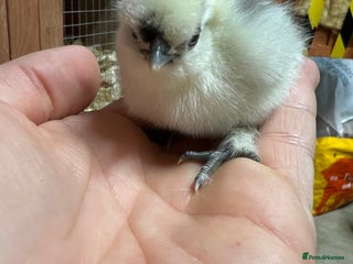 Chickens poultry in King's Lynn - Advert 1