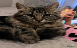 Mixed Breed cats for sale: Tabby boy  - Image 1
