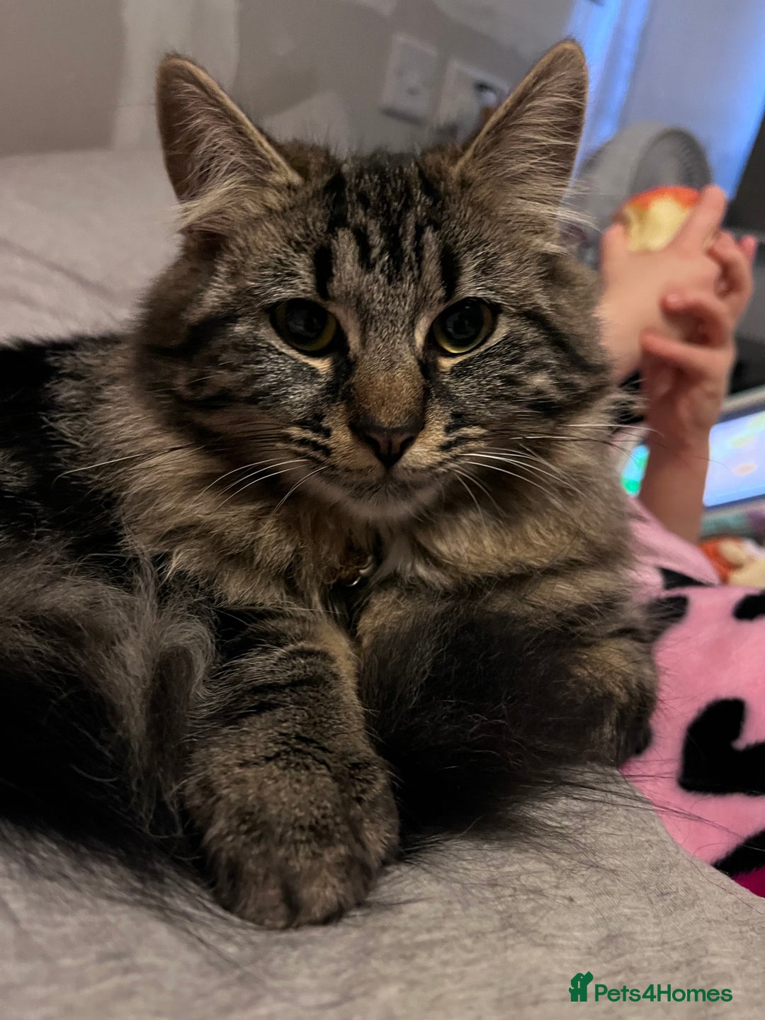 Mixed Breed cats for sale: Tabby boy  - Image 1