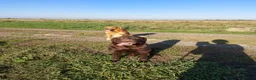 Labrador Retriever dogs for sale: Lovely, well bred Working Type Chocolate Lab.  - Advert 3