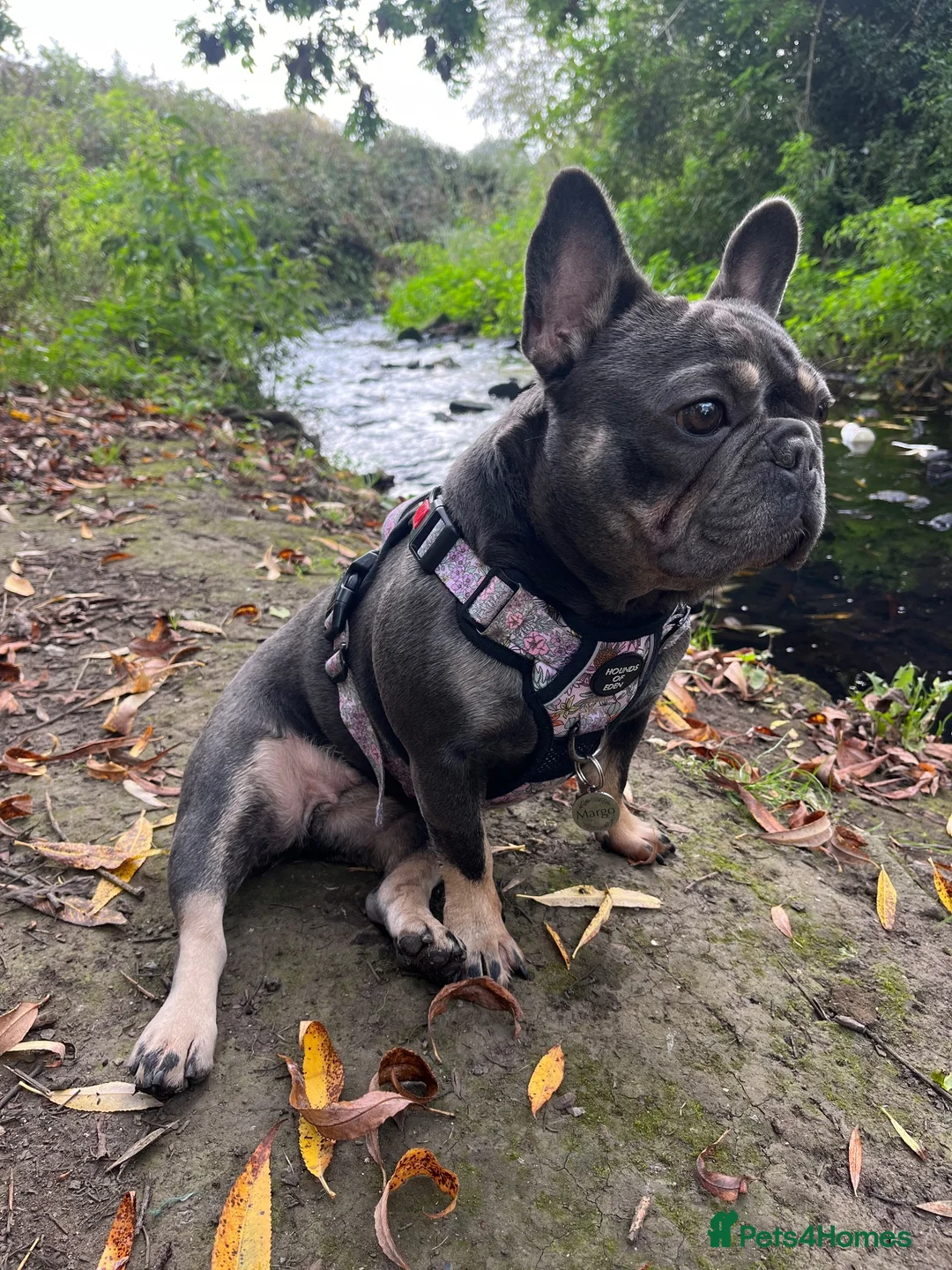 French Bulldog dogs for sale: Margo. 4-Year-Old French Bulldog Needs Adult Home  - Advert 4