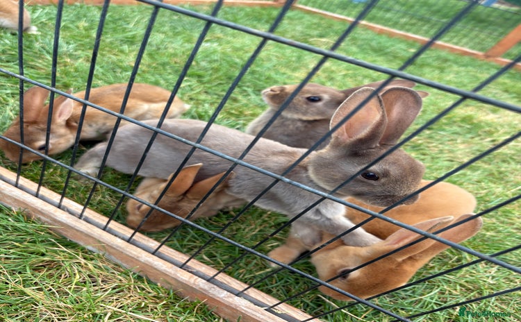 Rex rabbits - Advert 2