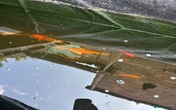 Koi Carp fish for sale: Two koi both about 26cm long  - Image 4