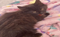 British Longhair cats for sale: British long hair kittens  - Image 6
