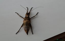 Stick Insects invertebrates for sale: Sungaya aeta eggs.  - Image 3