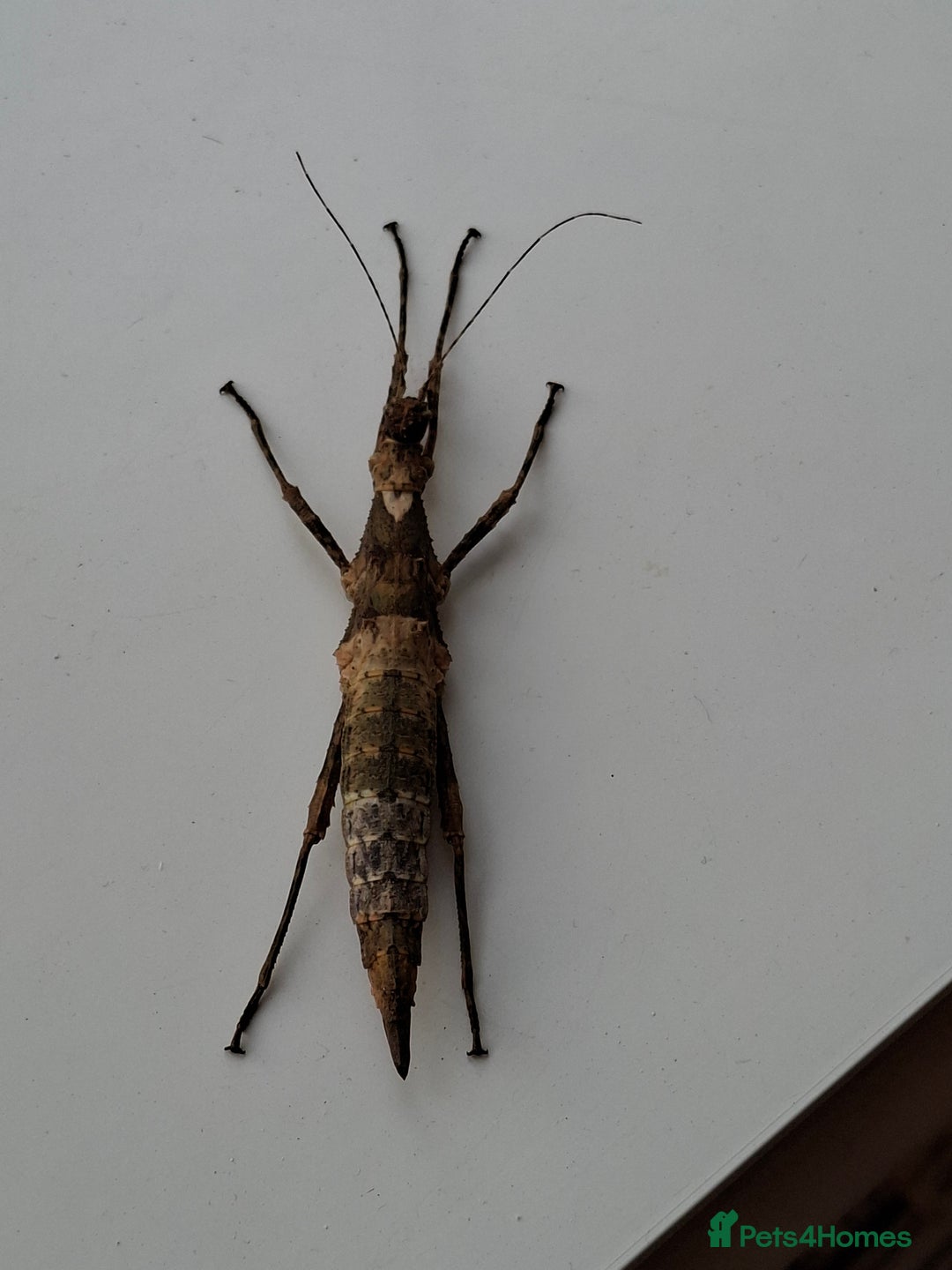 Stick Insects invertebrates for sale: Sungaya aeta eggs.  - Image 3