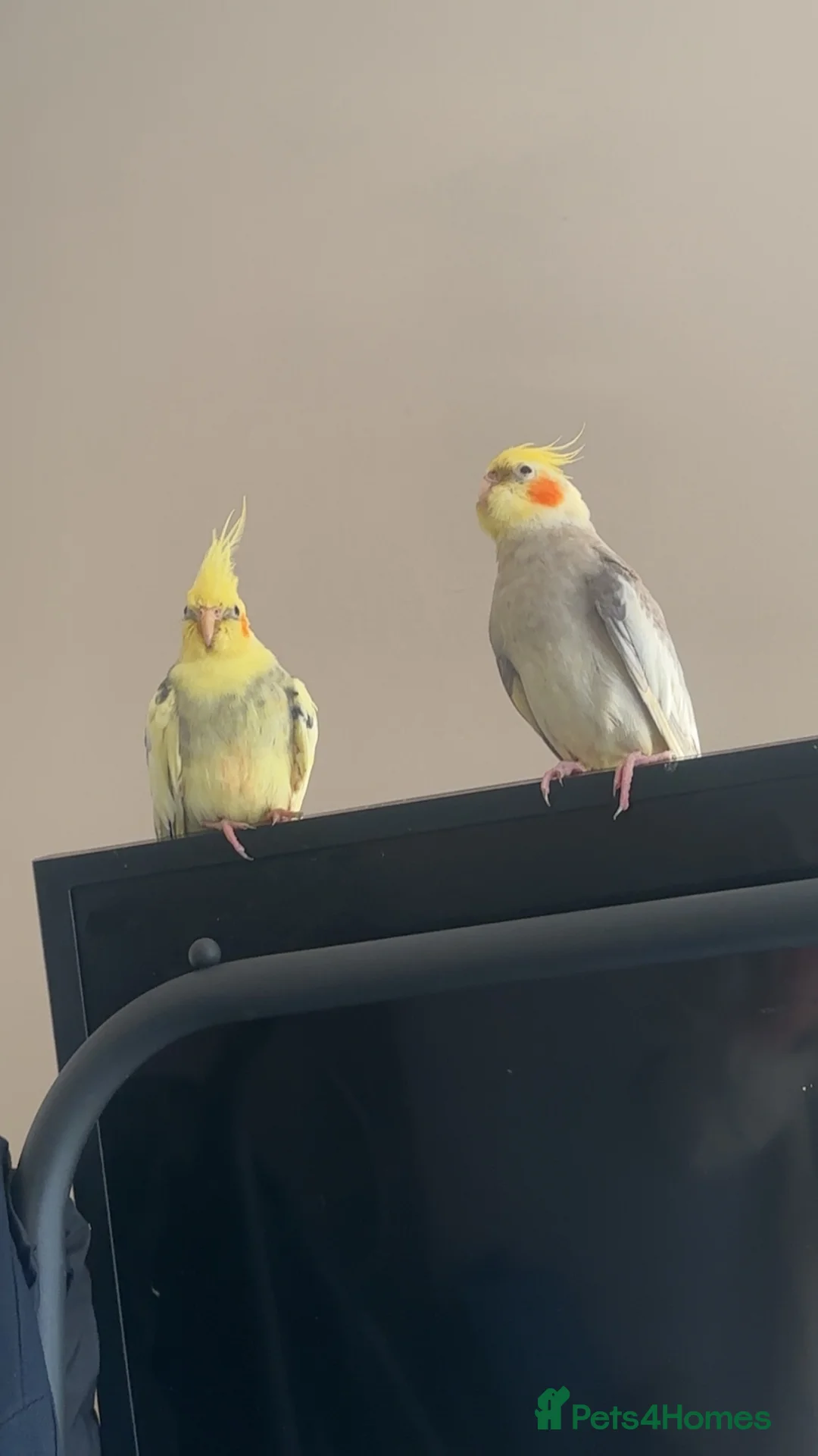 Cockatiels birds for sale: 2 loving cockatiels  - Advert 7