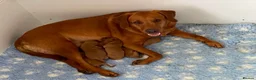 Labrador Retriever dogs for sale: Stunning KC Registered Fox Red Labrador Puppies - Advert 1