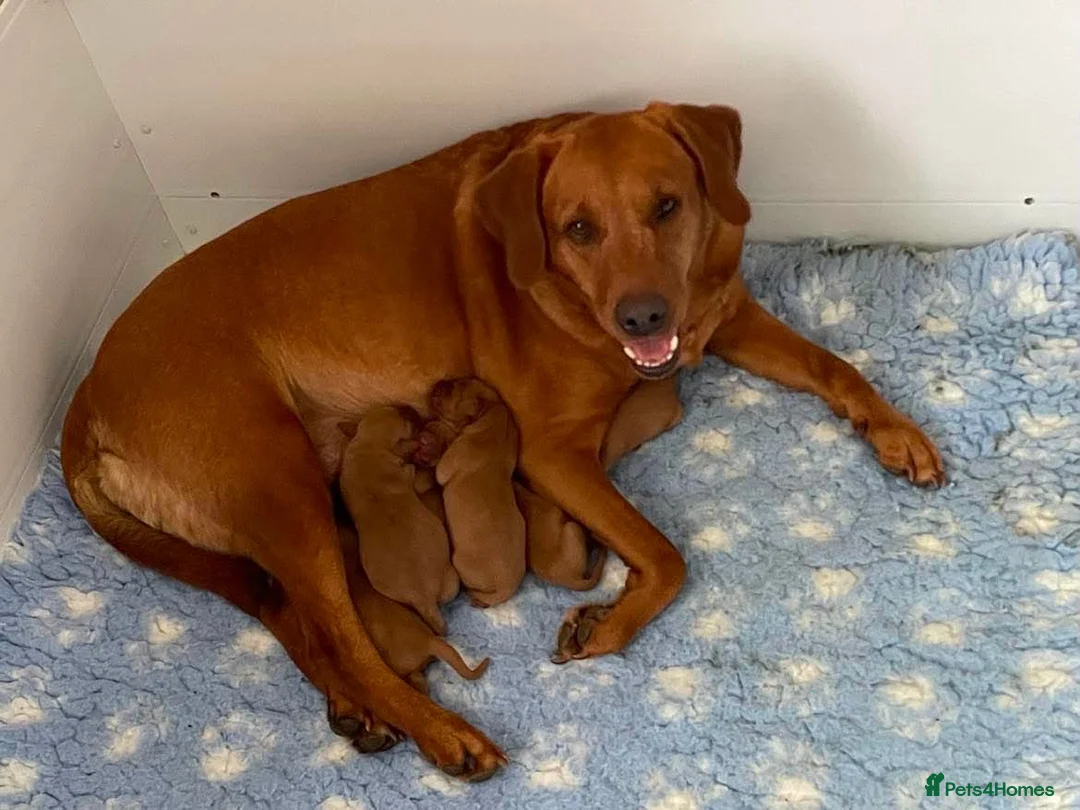 Labrador Retriever dogs for sale: Stunning KC Registered Fox Red Labrador Puppies - Advert 1