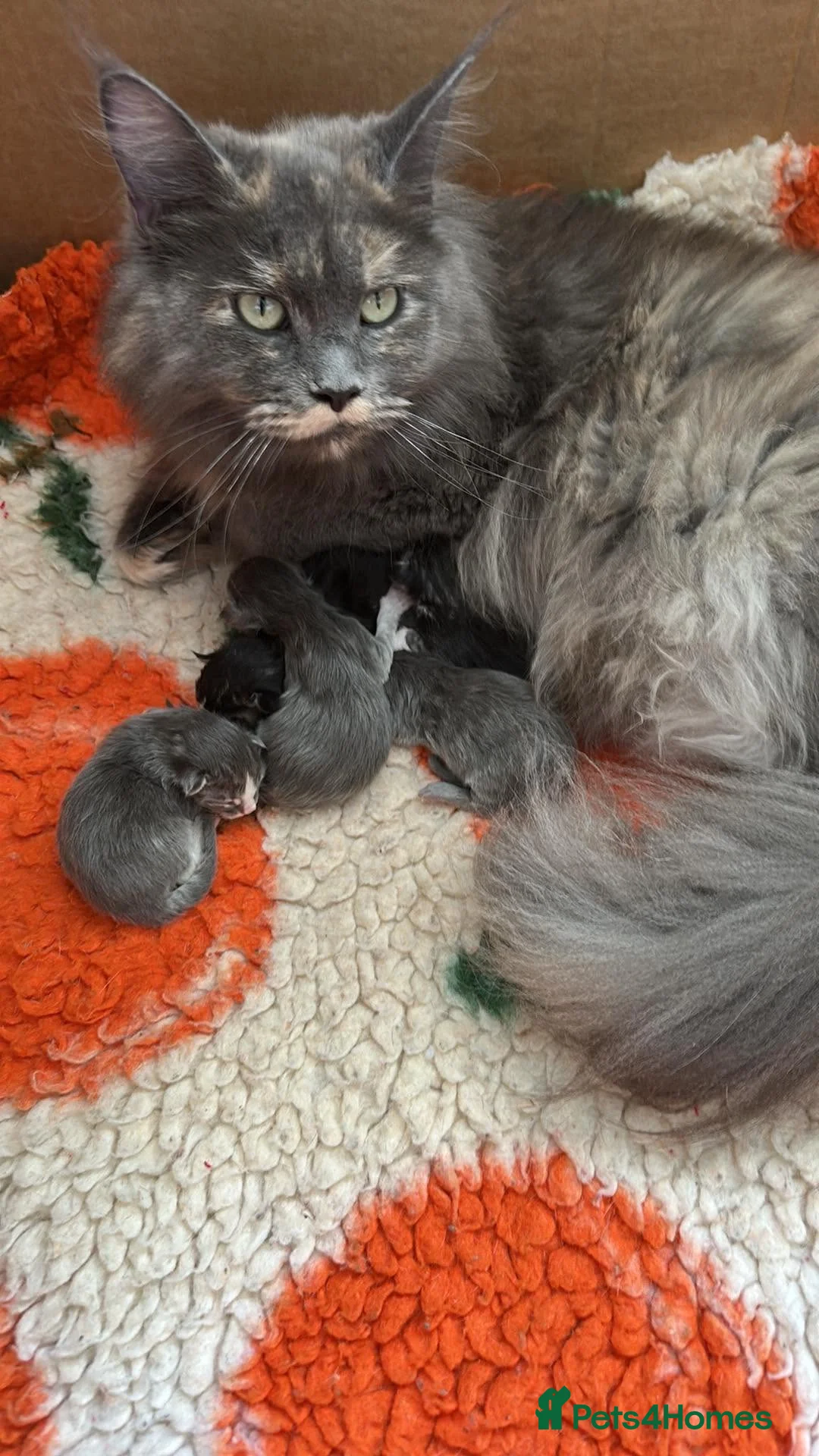 Maine Coon cats for sale: ⭐️⭐️GCCF Registered ⭐️⭐️ - Advert 1