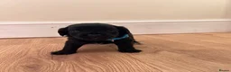 Jackapoo dogs for sale: Gorgeous Jackapoo puppies for sale  - Advert 6
