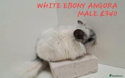 Chinchilla rodents for sale: STUNNING BABIES CHINCHILLA MIX COLOURS AND GENDER  - Image 7