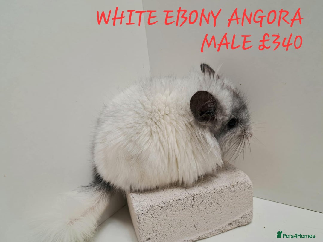 Chinchilla rodents for sale: STUNNING BABIES CHINCHILLA MIX COLOURS AND GENDER  - Image 7