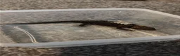 Skink reptiles for sale: Red eyed crocodile skink  - Advert 2