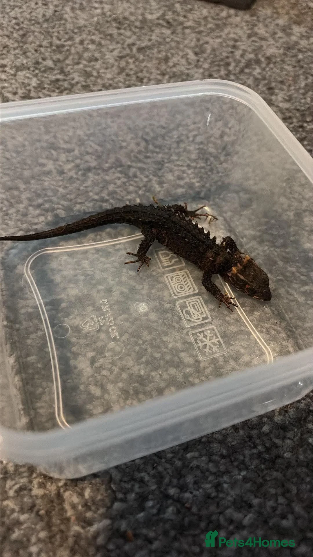 Skink reptiles for sale: Red eyed crocodile skink  - Advert 2