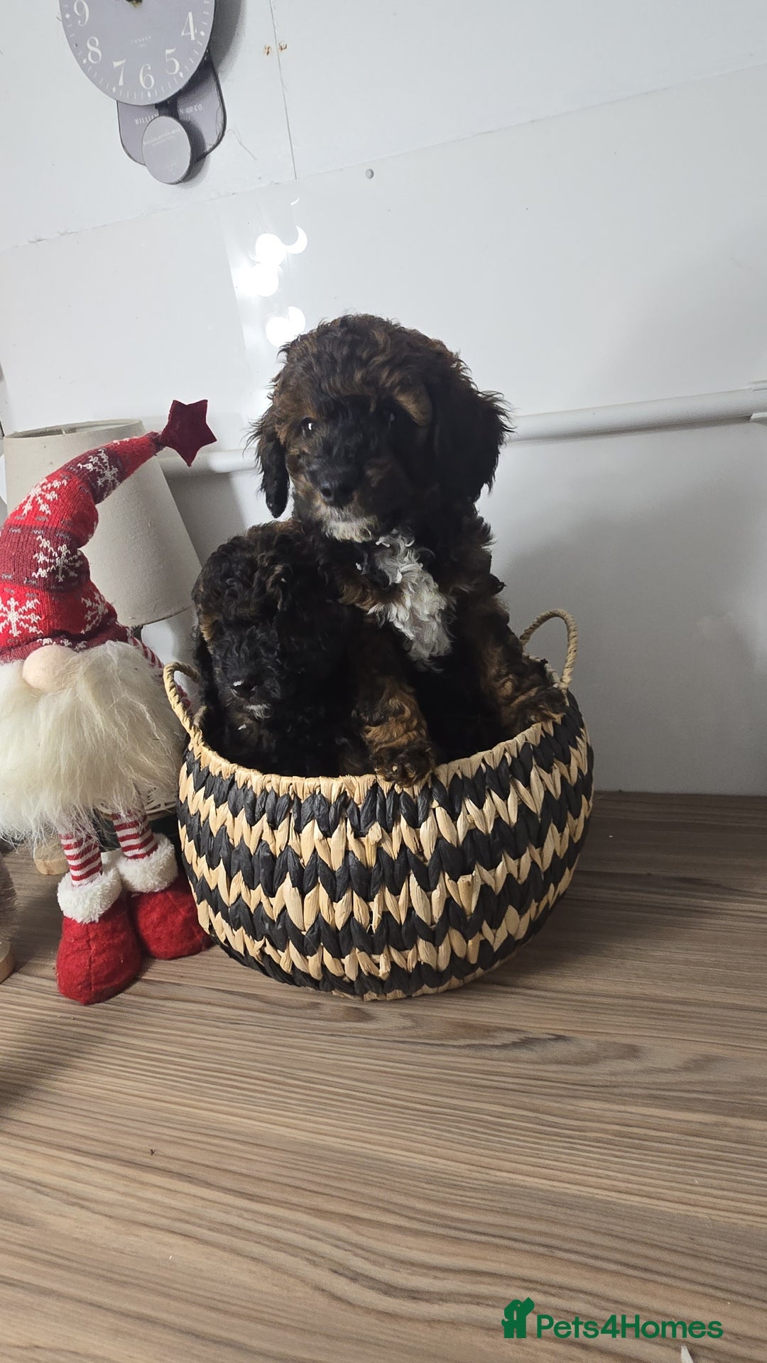 Toy Poodle dogs for sale: Toy Sized Poodles - Ready now - Advert 12