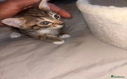 British Shorthair cats for sale: Kittens For Sale - Image 13