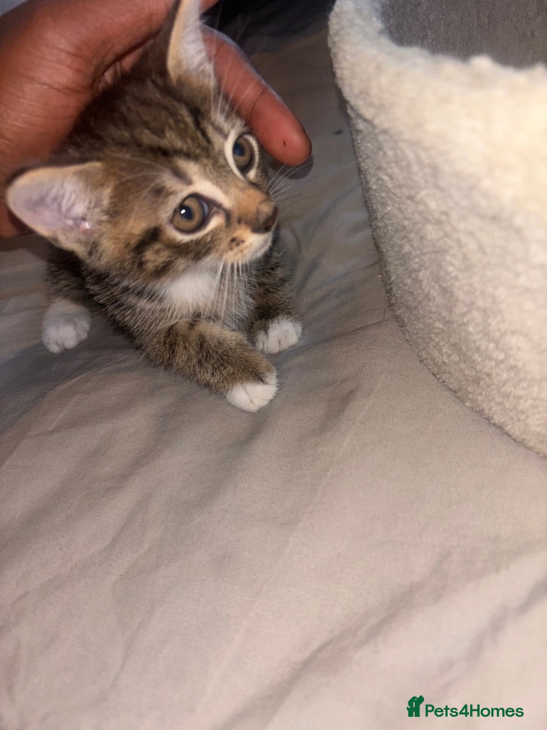 British Shorthair cats for sale: Kittens For Sale - Image 13
