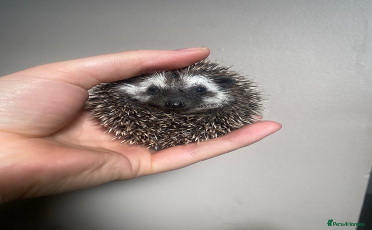 Pygmy Hedgehog rodents - Advert 2