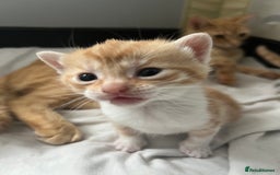 Mixed Breed cats for sale: Beautiful mixed breed kittens  - Image 2