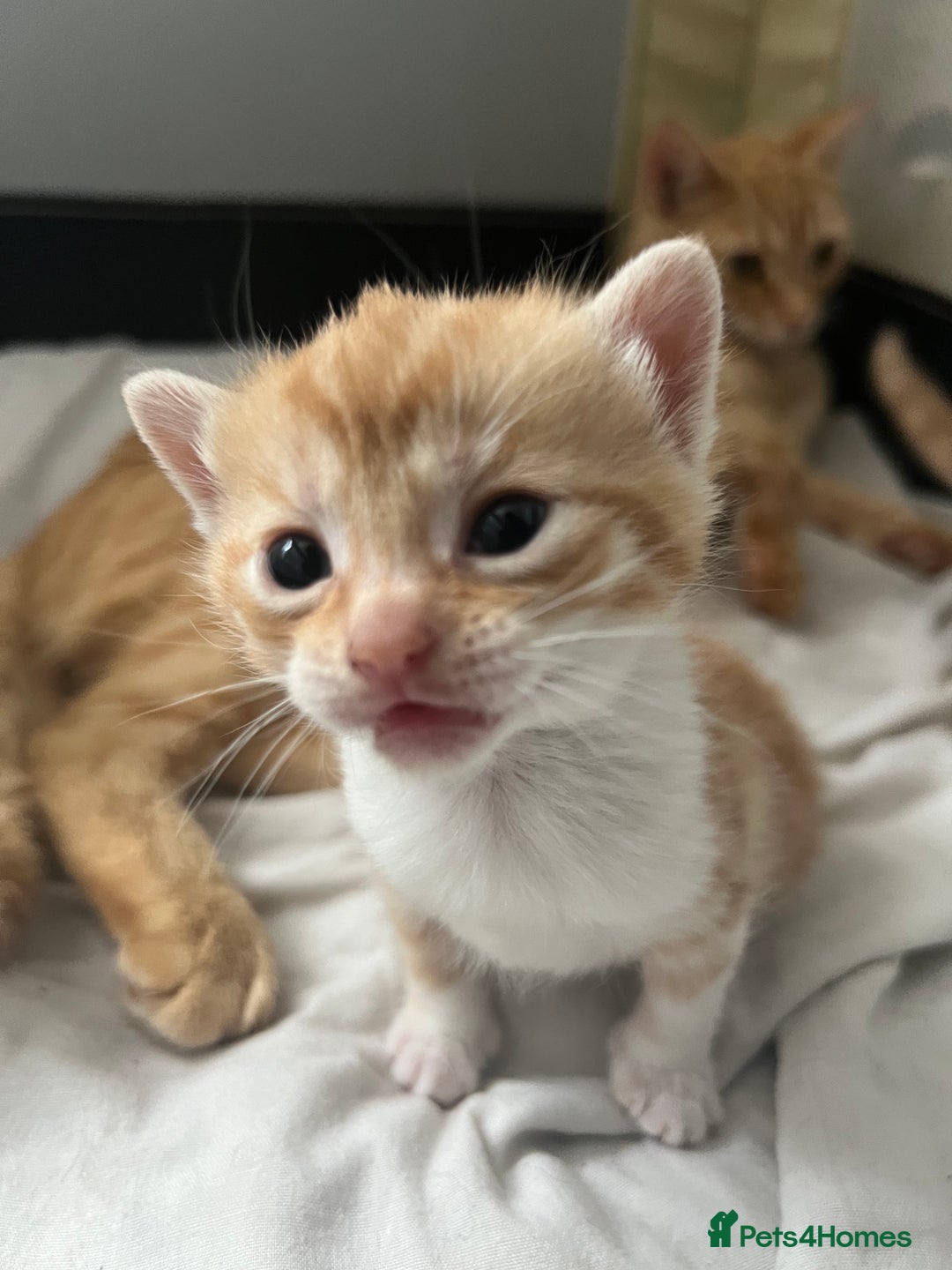 Mixed Breed cats for sale: Beautiful mixed breed kittens  - Image 2