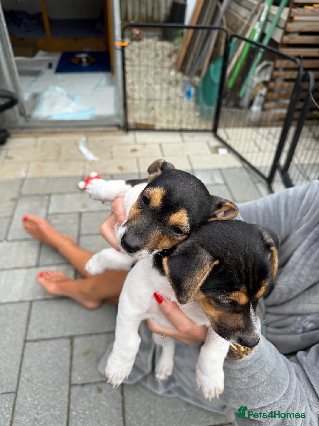 Jack Russell dogs for sale: Beautiful Jack Russell Puppies For Sale  - Advert 7