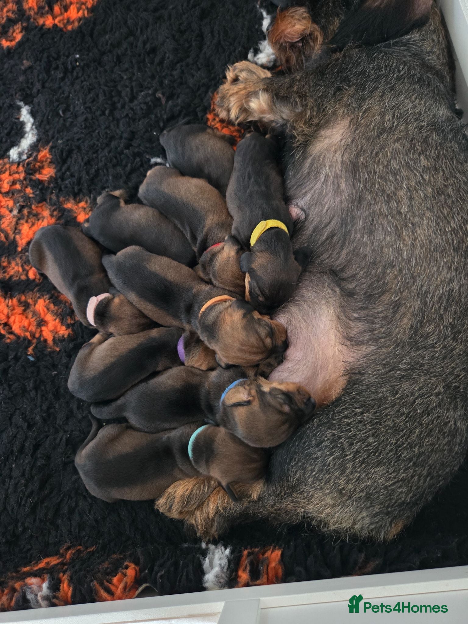 Dachshund dogs Kc registered wire haired dachshund's - Advert 2
