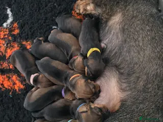 Dachshund dogs Kc registered wire haired dachshund's - Advert 1