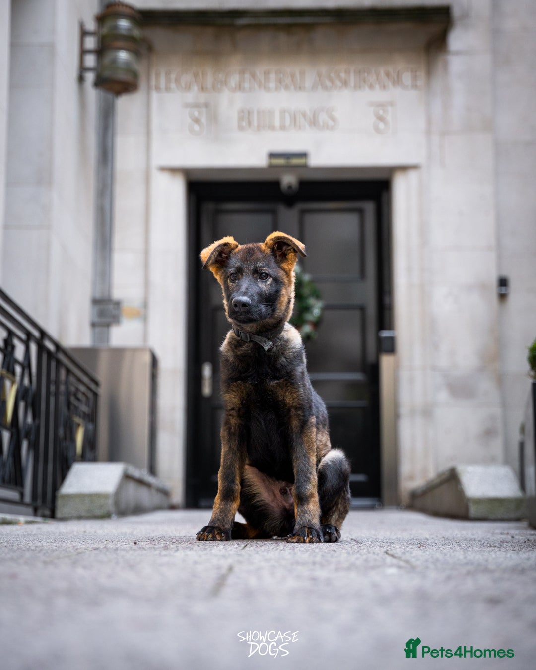 German Shepherd dogs for sale: Trained Young Prospect with further potential - Advert 2