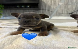 French Bulldog dogs for sale: French bulldogs  - Image 5