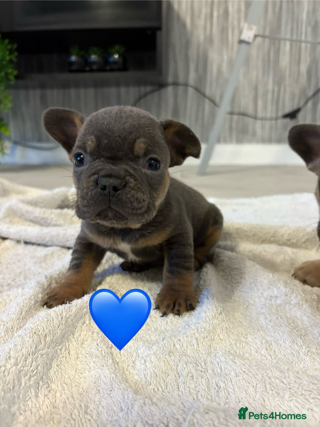 French Bulldog dogs for sale: French bulldogs  - Image 5