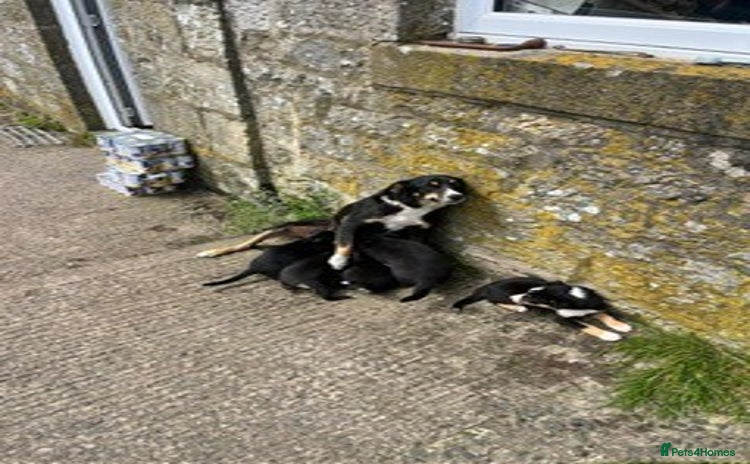 Border Collie dogs - Advert 6