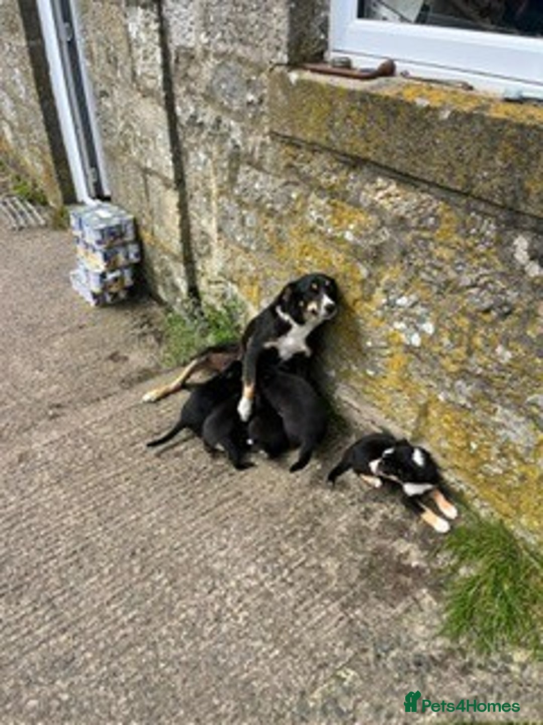 Border Collie dogs for sale: Collie puppy's for sale - Image 1
