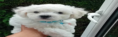Bichon Frise Puppy 2 (Blue)
