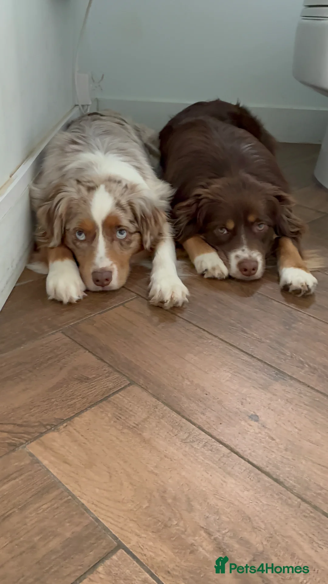 Miniature American Shepherd dogs for sale: Mini American Puppies DUE DATE 13/05/26 - Advert 2