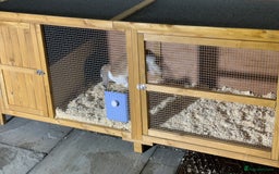 English Lop rabbits for sale: Thumper 🐰 - Image 2