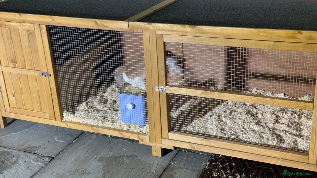 English Lop rabbits for sale: Thumper 🐰 - Image 2