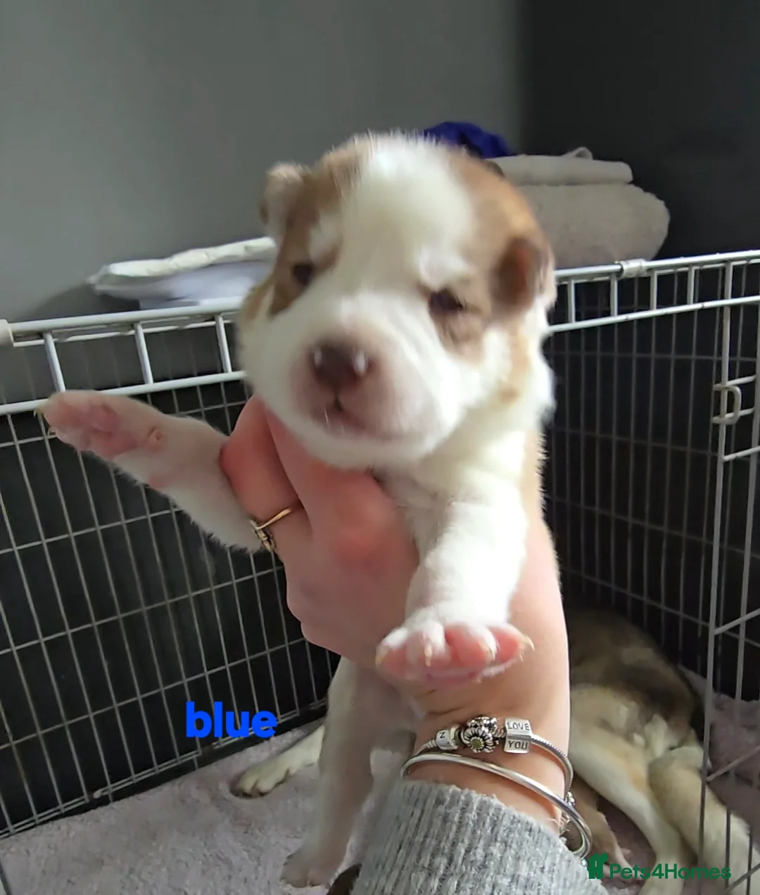 Siberian Husky dogs for sale: Husky puppies  - Advert 24