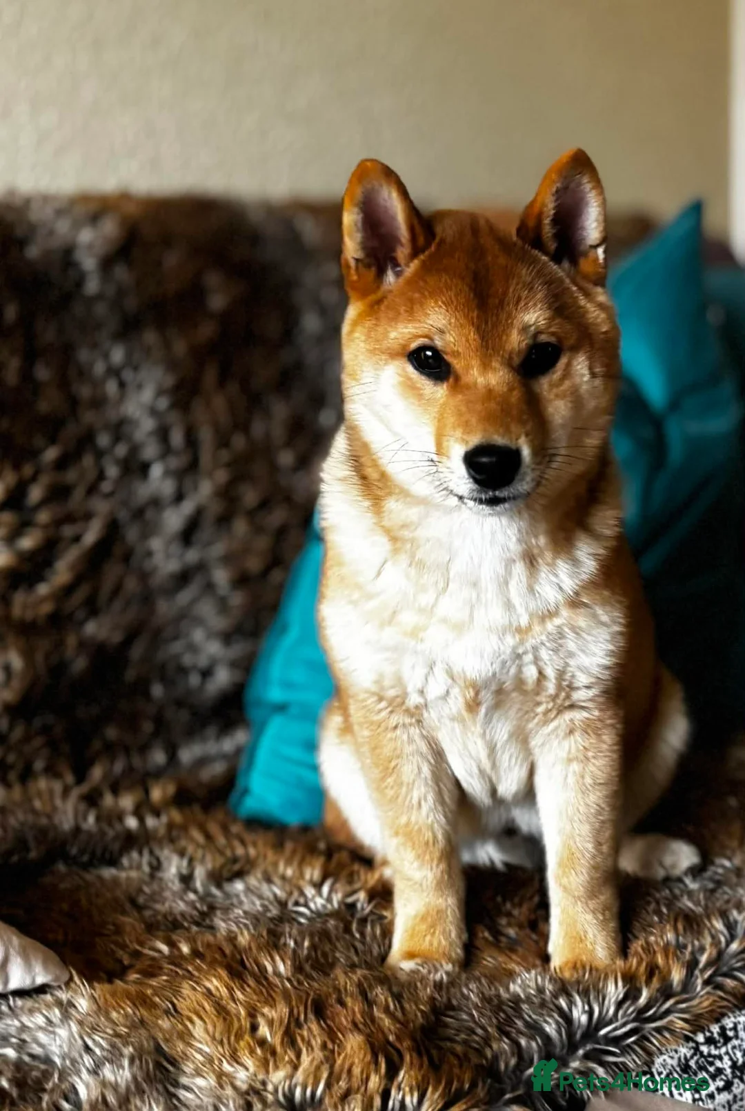 Japanese Shiba Inu dogs for sale: KC Registered Shiba Inu puppies in Forfar now ❣️ - Advert 2