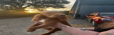 Sprocker 2