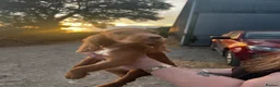 Sprocker dogs for sale: 5 beautiful sprocker puppies ready to collect  in South Molton - Advert 21