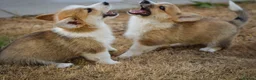 Welsh Corgi Pembroke dogs for sale:  Pembrokeshire Corgi Puppies for sale!🏡 - Advert 10